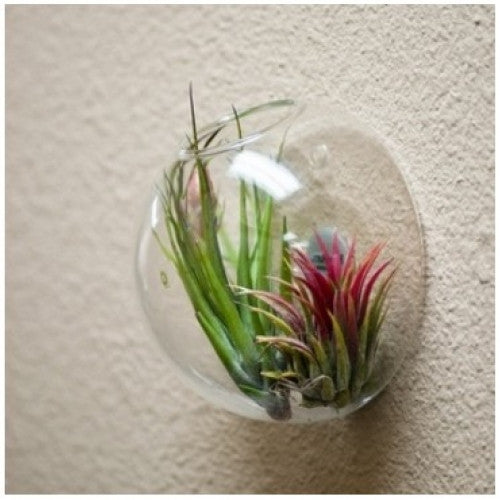 Glass Fighting Fish Tank for Home Decor