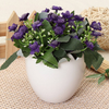 Egg Shaped Flower Plant Pot